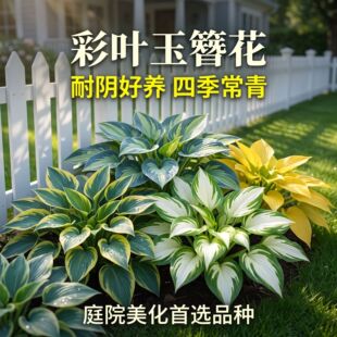 �羳��؛���~�������N�� ������������hosta�N��ͥԺ���~����ֲ��