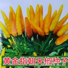 黄金指辣椒朝天椒小米辣种子黄色小米椒种籽营养美阳台庭院春秋播