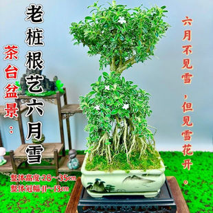 ��߅����ѩ����������^�_���҃ȿ͏d���B�Gֲ�辰ˇ�g��������