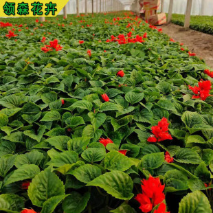 A Bunch of Red Florals Seasonal Grass Flower Base Wholesale Potted Flower Mirror Project Greening String Red Large Quantity Favorably Firecracker Red