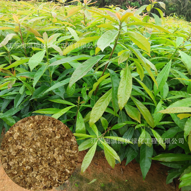 散装木荷种子林木种子木荷树种 荷木荷树种子 园林绿化行道树种子