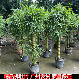 Buddha Belly Bamboo Potted Green Plants Balcony Courtyard Ornamental Plants Office Living Room Front Desk Foliage Purifying Air Bonsai