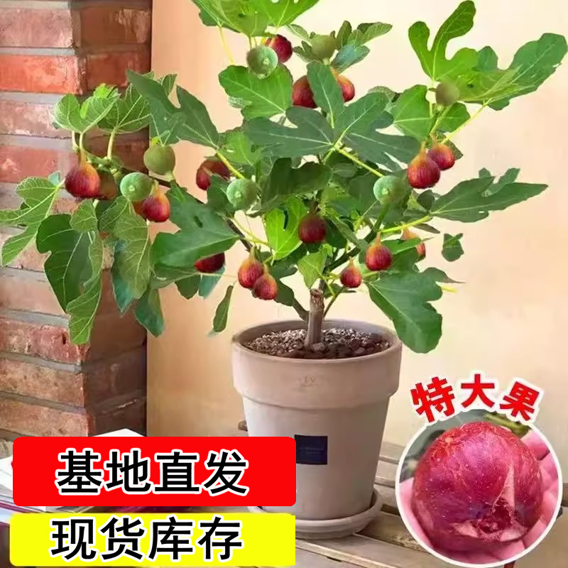 无花果树果苗特大果矮化水果盆栽南北方庭院阳台种植当年结果耐寒