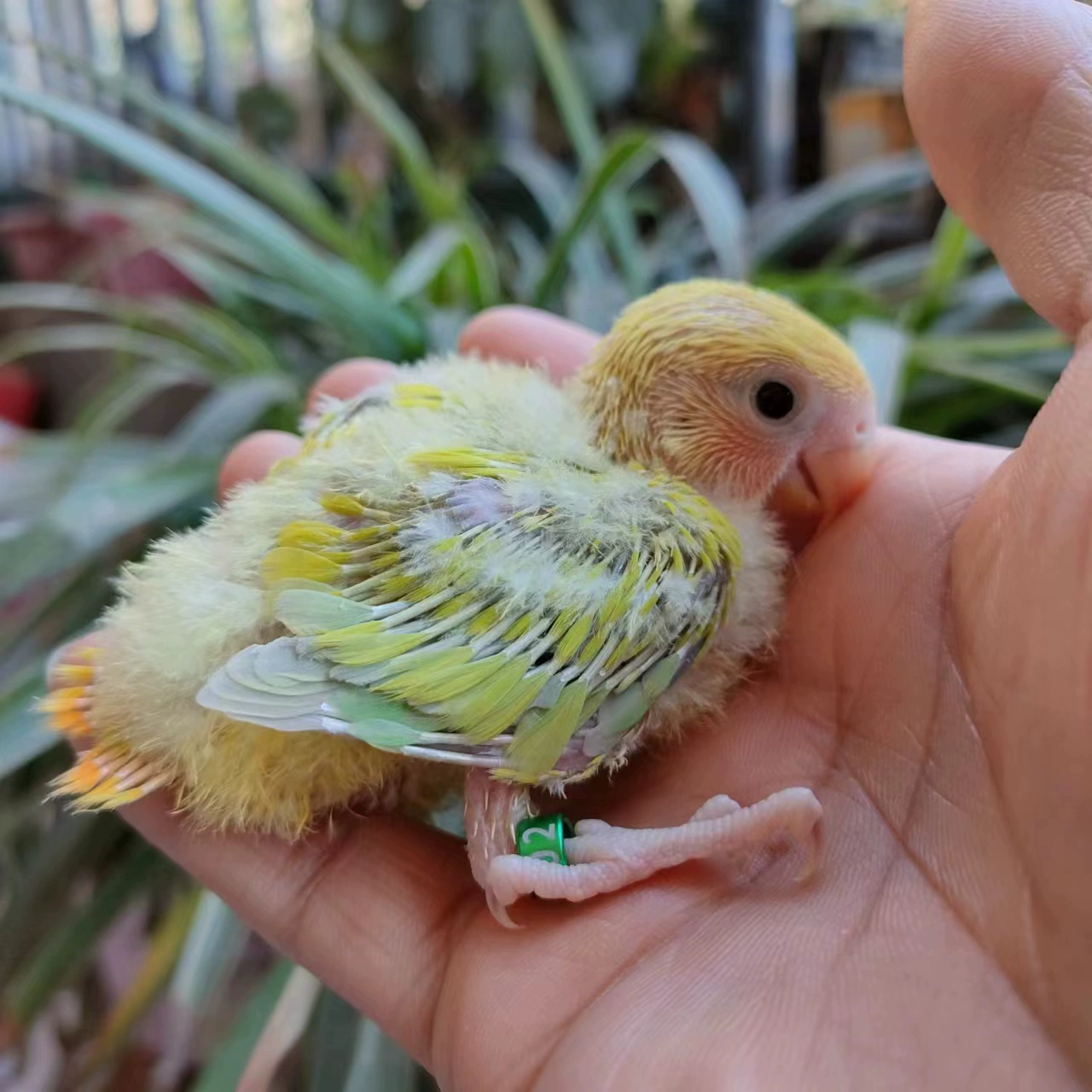 Ручной Пион Попугай Птенец Полусатый Попугай Живая Птица Фиолетовая Иса Большая Тигровая Кожа Попугай Молодые Птицы Домашние животные