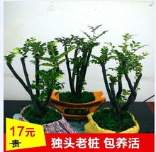 小叶紫檀盆景树桩植物花卉盆栽办公室内绿植黑骨茶苗精品盆栽耐寒