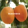 地栽盆栽大果嫁接果苗