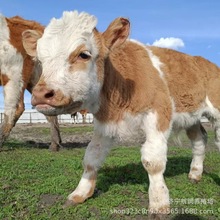 哪里有纯种宠物牛 宠物羊活体出售 景区拉车宠物驴活体出售租赁