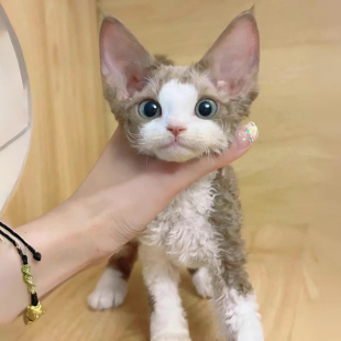 ���N���ľ�ë؈��؈����˹�_Ę��ͥ����؈�����{�۲���ë�Č���؈