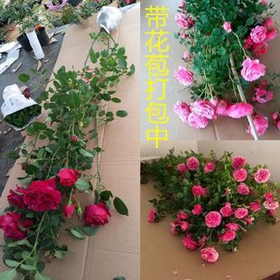 �����¼��Nޱ�����ٱ��¼������ļ��_��ͥԺ����ֲ���̨��������