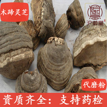 灵芝大全木蹄 木蹄层孔菌 长白山地区裂蹄灵芝