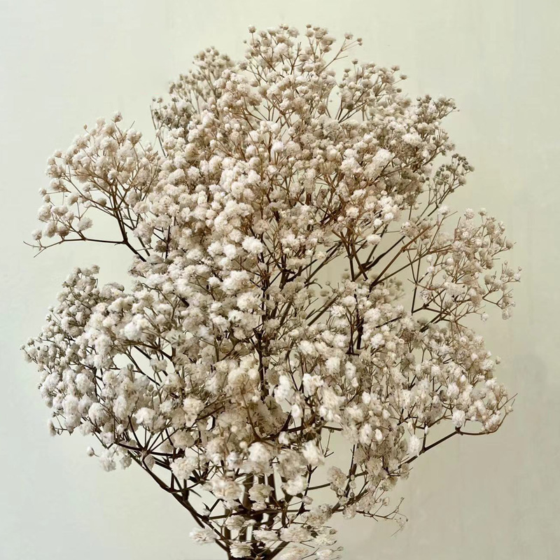 Full Sky Star, Immortal Flower, Dry Flower, True Flower Bundle, Flower Material, Gift, Flower_voghion.com