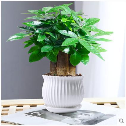 Three-pole money tree [white vertical stripes]