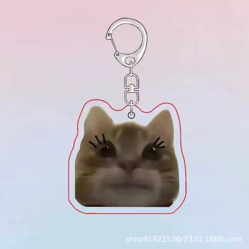 투약 고양이 B6663