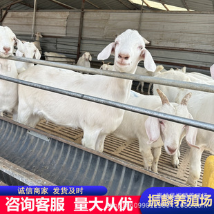 ������ɽ��ֳ�N��С���r�� ����İ�ɽ��Ʒ�N�� ��ɽ���Bֳ��