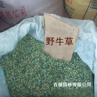 ���l�G���o�²ݷN��Ұţ�ݷN�� �G���o�� ���`̤�ͺ�����