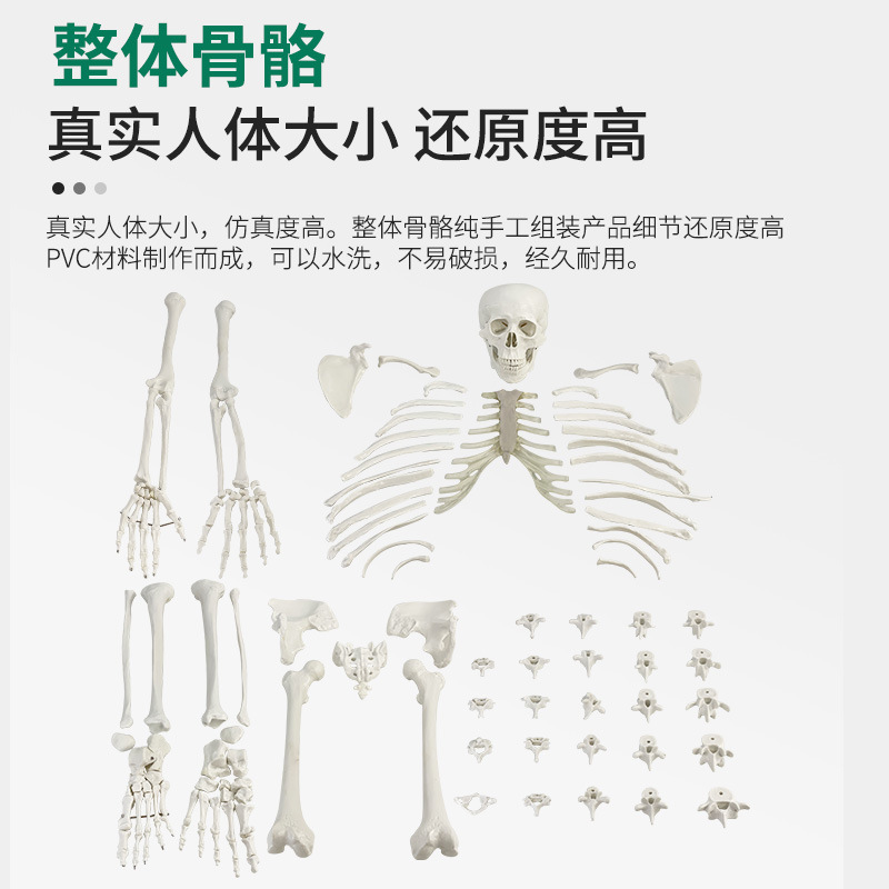 �������ģ��ɢ��170cm ����ɢ��ҽѧ�Ǽ� ��ѧ�˹������������