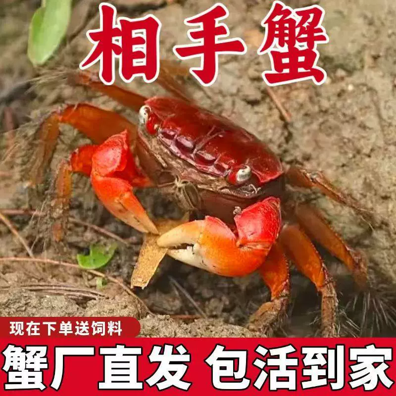 Краб из свежей речной хриницы (краба) живой корпус украшение настольный лазания плодный краб охранник краб-питомец краб водорослеух аквариум очистители