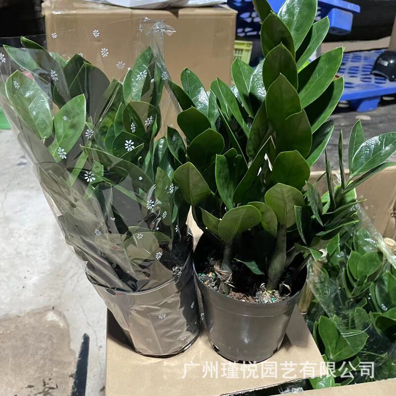 Small Potted Money Tree Real Green Plant Base Wholesale Group Potted Money Tree Interior Decoration Potted Greening Decoration Project Small Potted Money Tree Real Green Plant Base Wholesale Group Potted Money Tree Interior Decoration Potted Greening Decoration Project