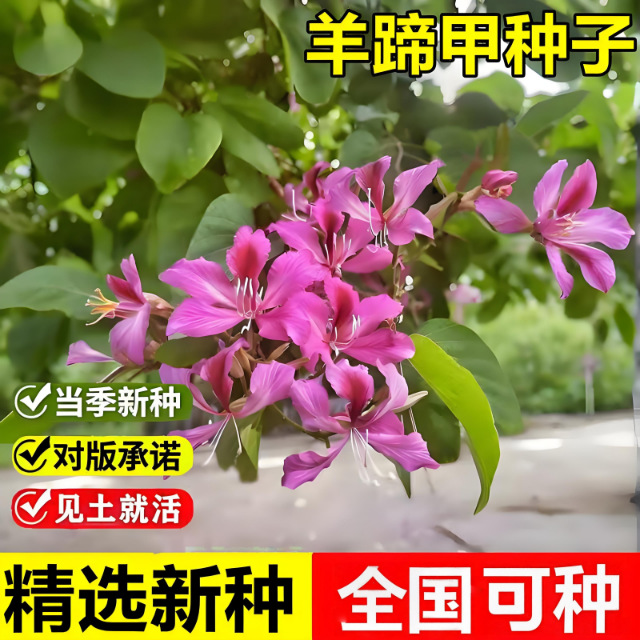 羊蹄甲种子红花洋蹄甲香港洋大花紫荆玲甲花园林庭园观赏乔木树种