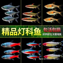 Ꭷ^p~ˮ~~С͌ɏRtGȸ~~