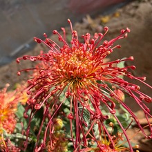 �ջ����Ԏ���������ͥԺ���������ͺ����B�ļ��_���҃Ȼ���ֲ��