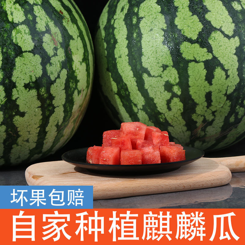 冰糖麒麟瓜8424西瓜新鮮水果現摘現發應季沙瓤薄皮多汁超甜果批發