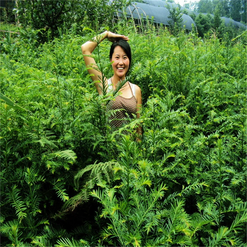 База Оптовая Taxus Mairei Деревья Рассада Посадка Рассада Вилла Двор Зеленое растение Горшечное растение Вечнозеленое Морозостойкое