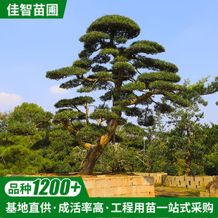 ���͘䘶�� �S���ܘ������������ɽ�Ůؑ �������͘��е��G��