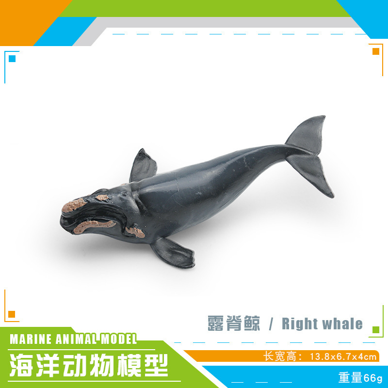 Simulación transfronteriza modelo de animales marinos cognitivo infantil tiburón ballena azul calamar ballena jorobada delfín decoración estática