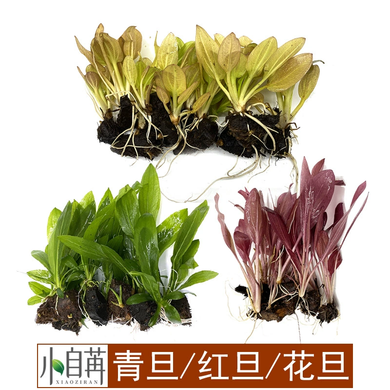 Зеленый денье Зеленое яйцо красный денье красное Яйцо цветок денье цветочное яйцо Корона отрицательный хорошие водные растения живые настоящие водные растения маленькие самопроходящие