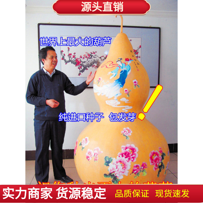 巨型葫芦种子 特大型葫芦 手捻葫芦 特大 大葫芦籽 天然葫芦种子