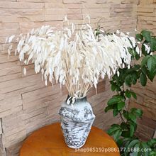 【小盼草】永生花小盼草灵动小草花材拍摄道具花束婚庆场景布置