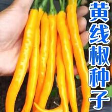 �S�����N���Sؕ���N�������N�������L������ƤͥԺ�ļ��߲˷N��