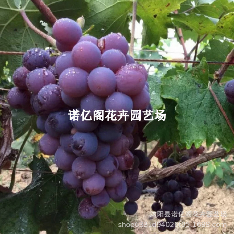 新品种紫皇葡萄树苗树状葡萄苗丰产果树苗早熟美国无核王牛奶香味