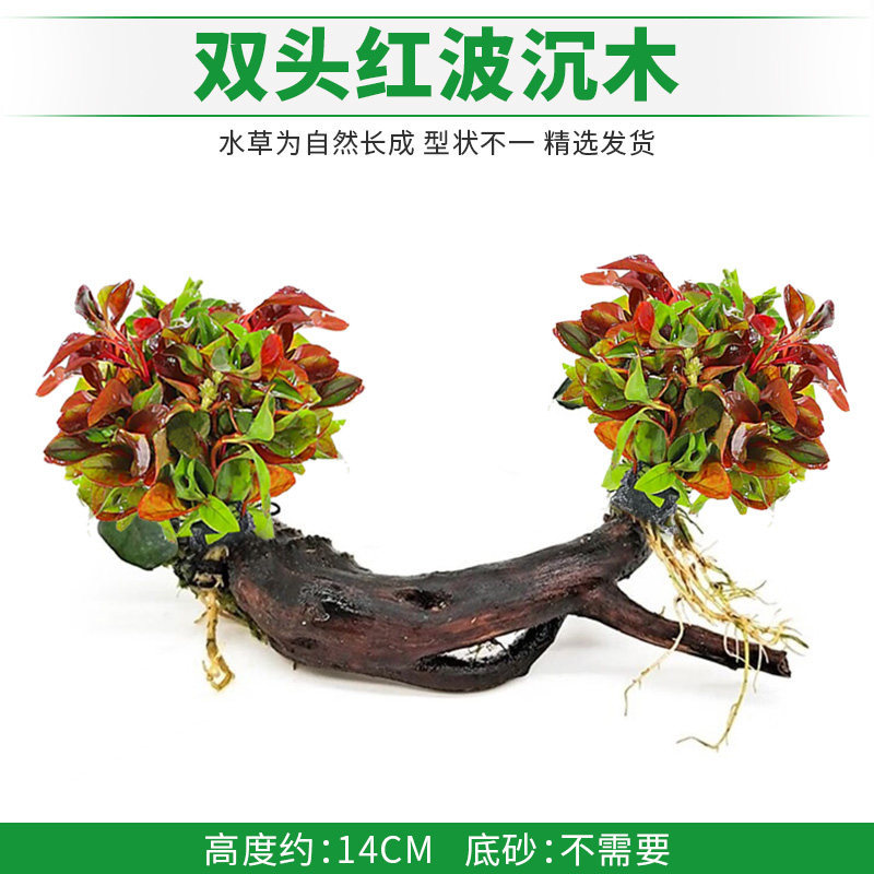 双头红波沉木