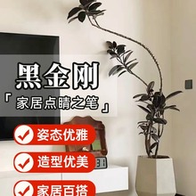 黑金刚橡皮树客厅大盆栽造型室内绿植好养四季办公室阳台植物