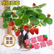 水培植物草莓苗四季结果水果可食用绿植室内盆栽好养办公室花卉