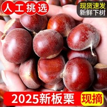 新鲜板栗农家现摘现炒生板栗非油毛栗子丹东大果代发