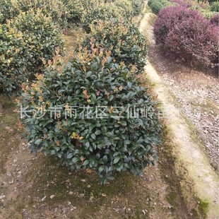 Camellia Ball 80-100- 120-150cm Premium Camellia Ball Winter Blooming Pruned Ball Camellia