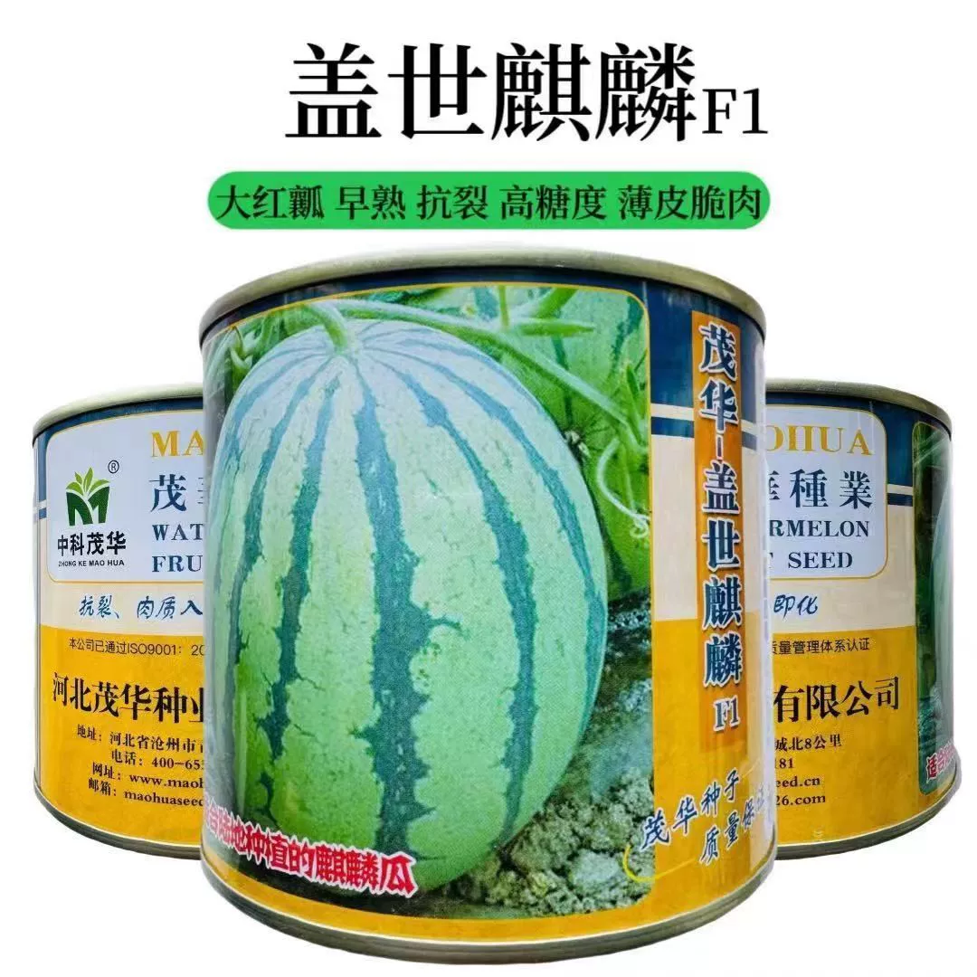 Непревзойденные семена арбуза Kirin, устойчивые к растрескиванию, семена арбуза Jingxin 8424, тонкая кожура, красное мясо, супер сладкие семена арбуза