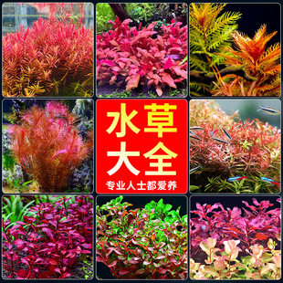 ˮ��ֲ����~���B�~��ˮ�ݻ��쾰�G��������ˮ�ݺ��о�����ˮ��