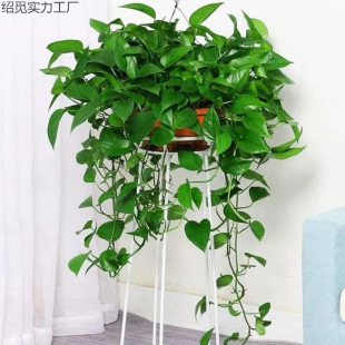 G}LّҒGֲk҃ȴ~Gjˮ໨ܺBLlֲ