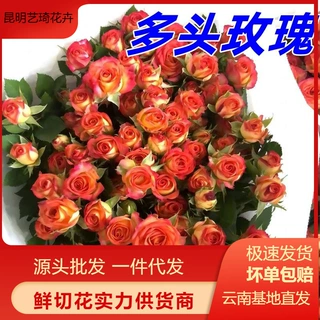 高品质多头玫瑰花云南鲜花基地直发泡泡鲜花批发团购货源一件代发