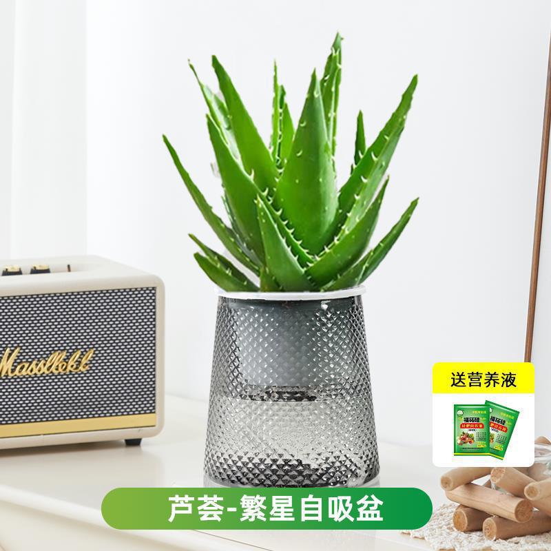 알로에베라(별분지) + 영양액