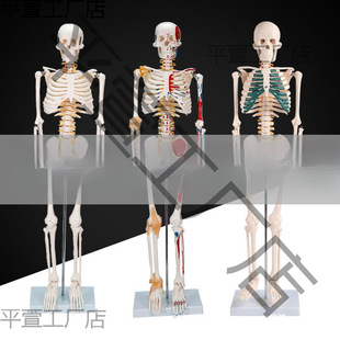 85cm180cm human skeleton model skeleton detachable human spine model simulation small white skull specimen