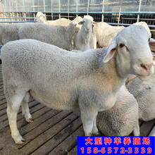 澳洲白种公羊的特征大体型澳洲白种公羊小羊羔羊苗幼体羊崽