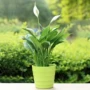 植物桌面观花盆栽花卉