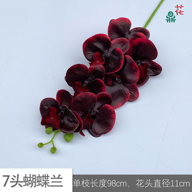 7 phalaenopsis GFG #55 검정색과 빨간색