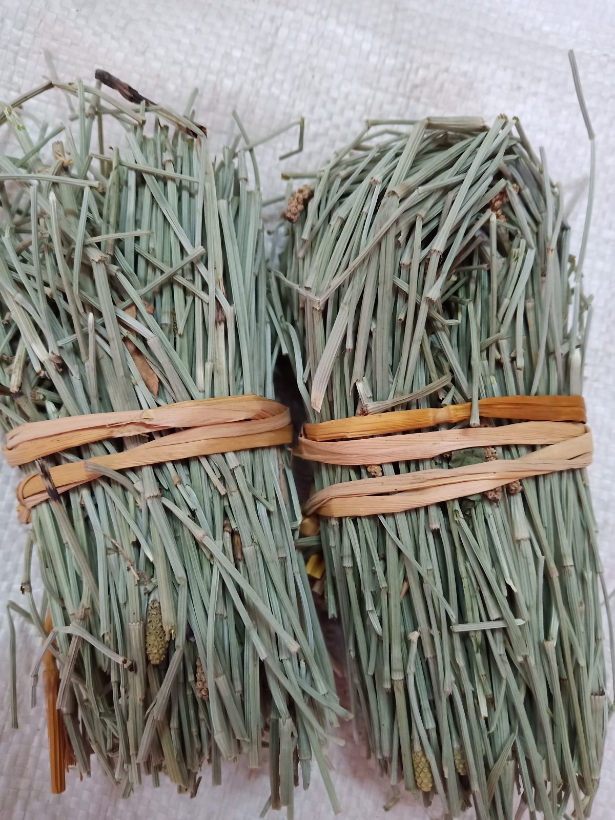 新货野生材 骨节草 接骨草 笔杆草 笔筒草 节节草500克包邮