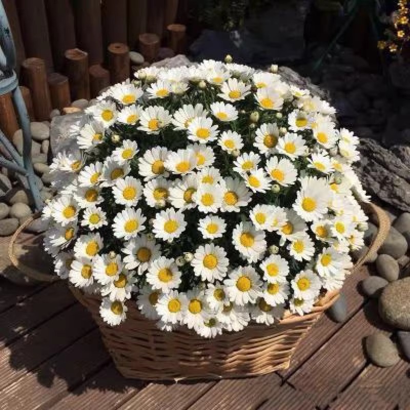 Pequeña margarita, semillas de flores, semillas de flores de manzanilla, siembra en cuatro estaciones, floración, plantación de flores en el balcón interior y exterior, plantación de flores en macetas